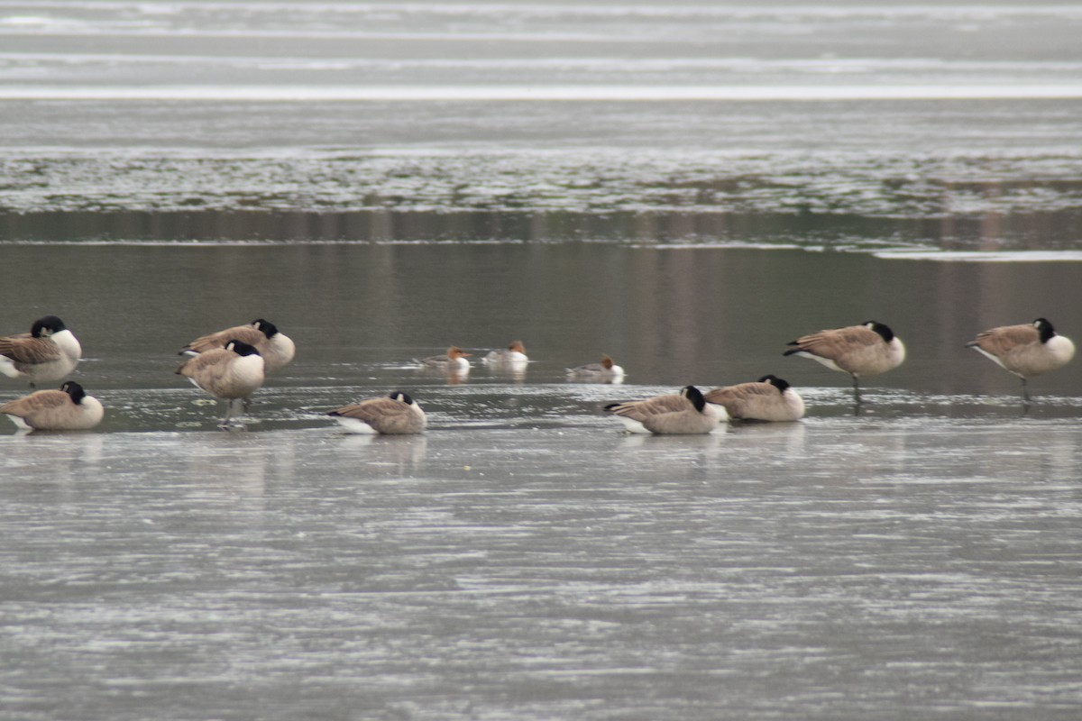 Common Merganser - ML646904439