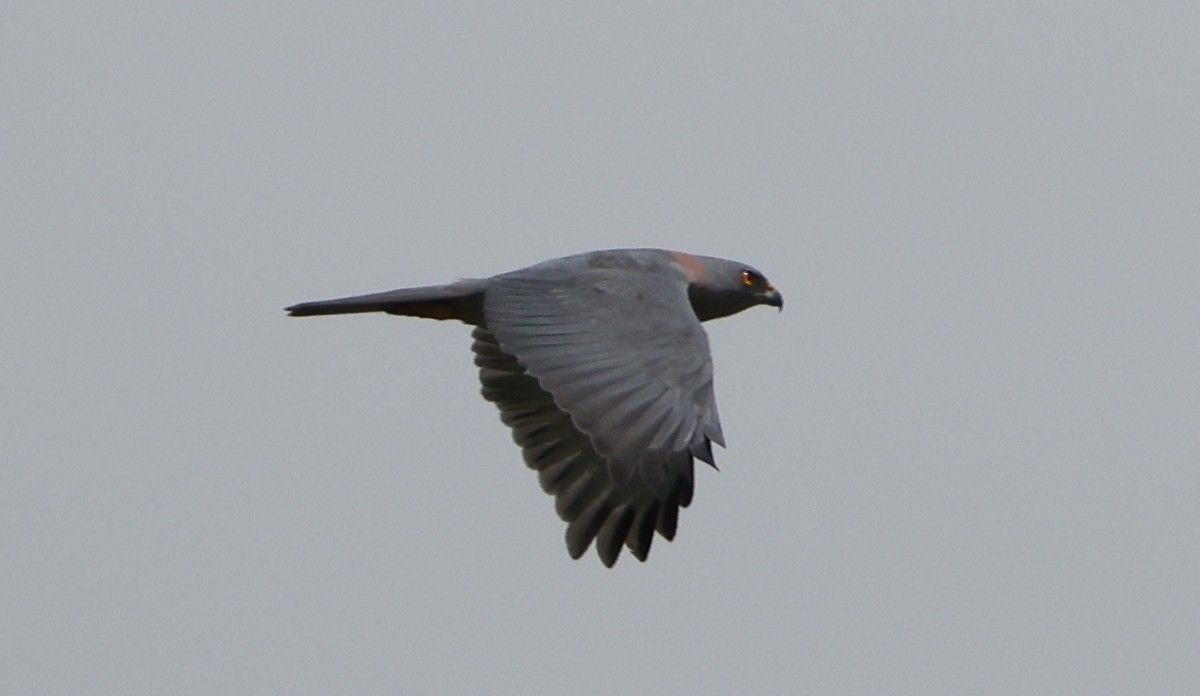 Fiji Goshawk - ML646904440
