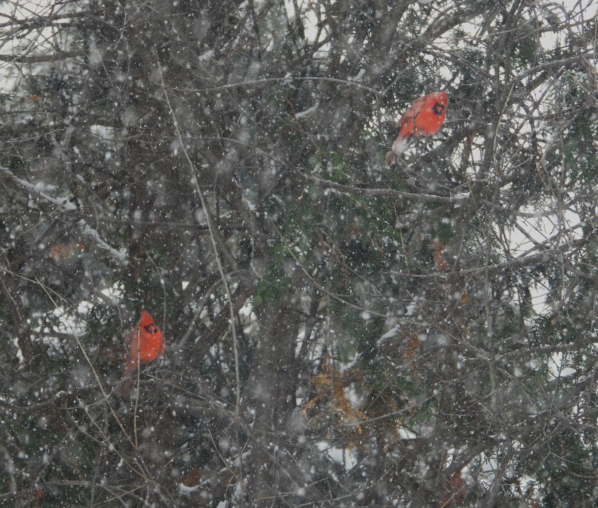 ショウジョウコウカンチョウ - ML646904441