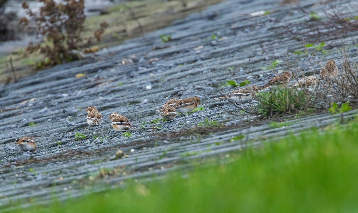 雪鵐 - ML646904442