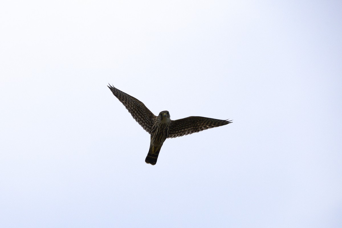 Merlin - ML646904443