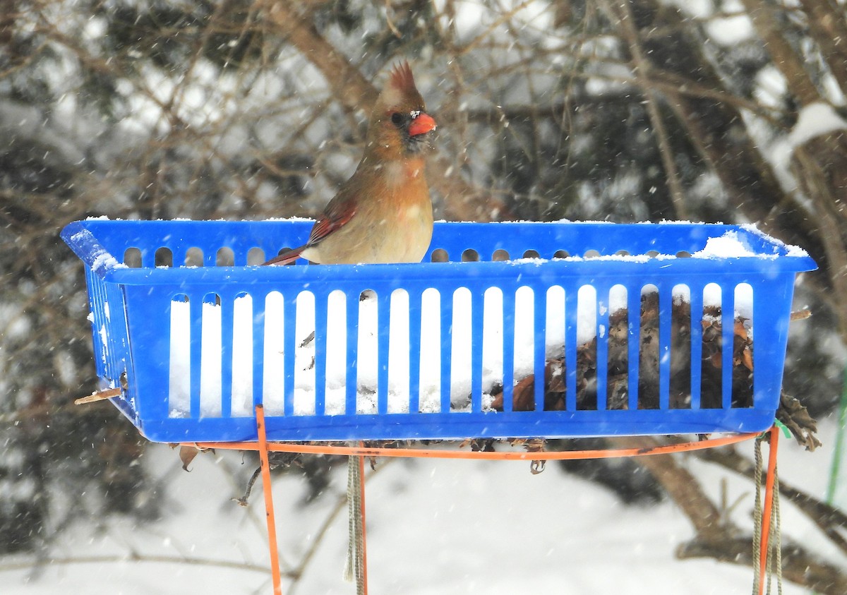 ショウジョウコウカンチョウ - ML646904444