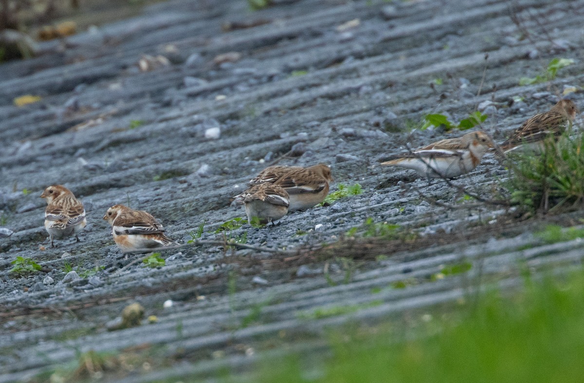 雪鵐 - ML646904445