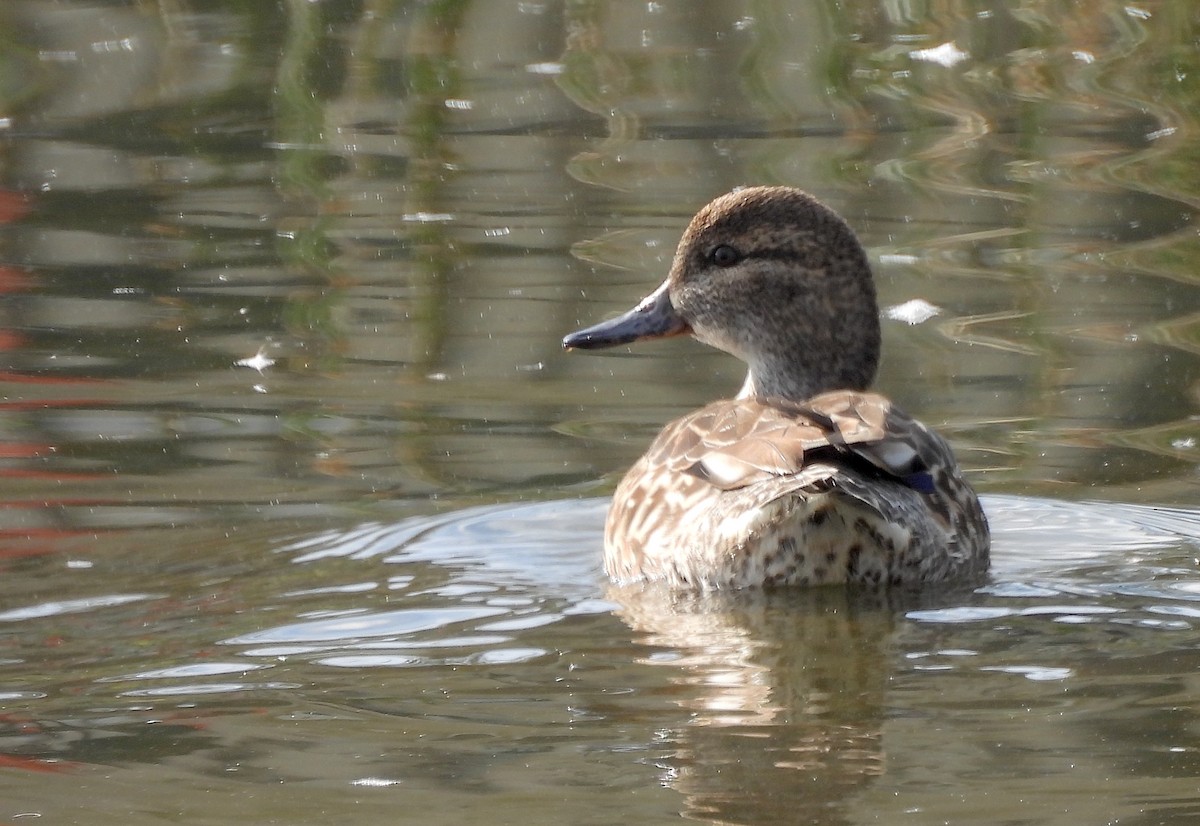 コガモ - ML646904446