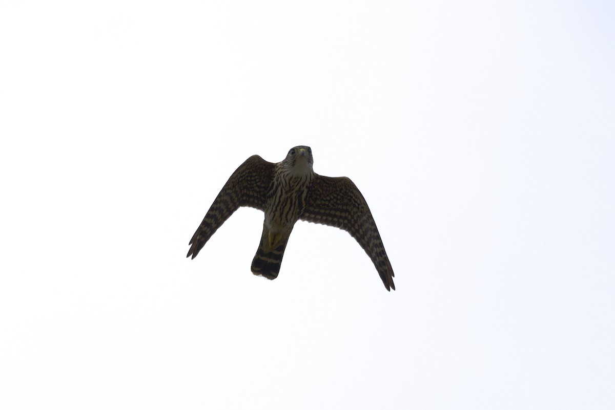 Merlin - ML646904447