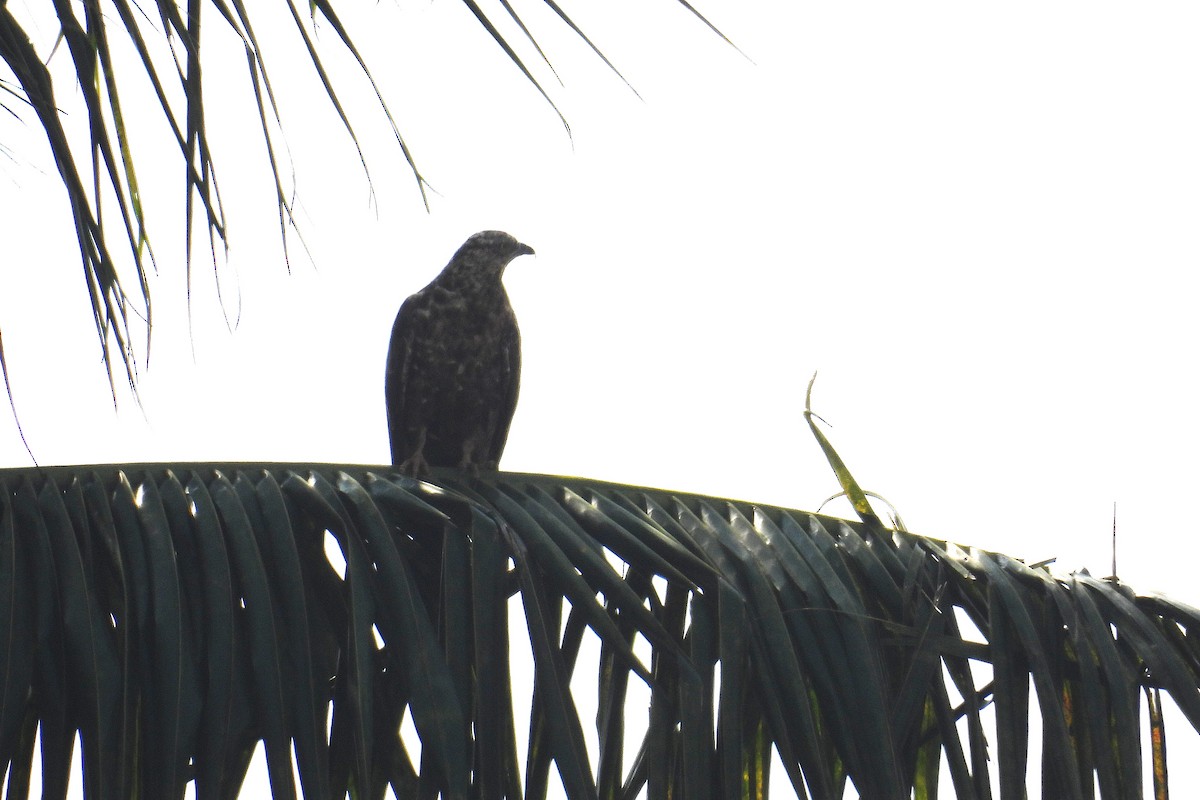 ハチクマ - ML646904451