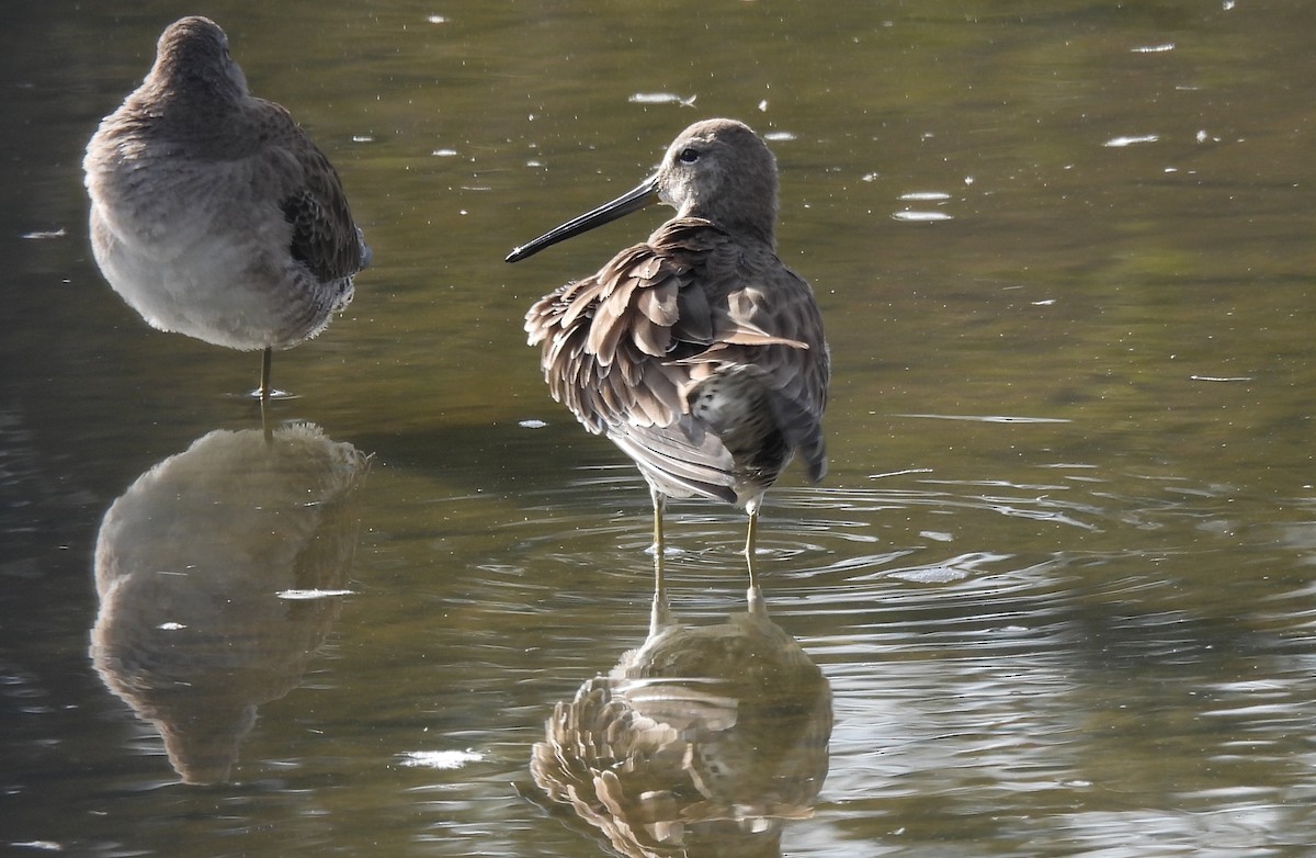 オオハシシギ - ML646904454