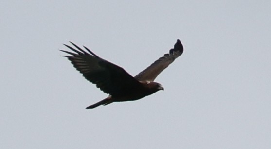 moták tichomořský - ML646904455