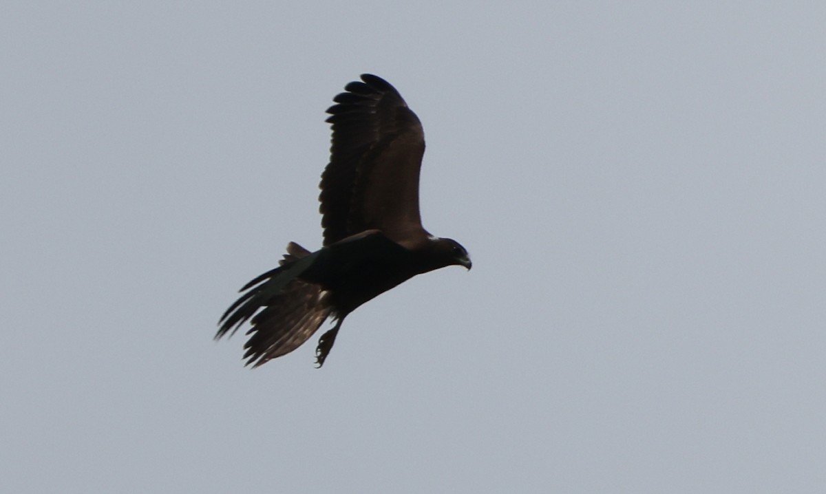 moták tichomořský - ML646904458