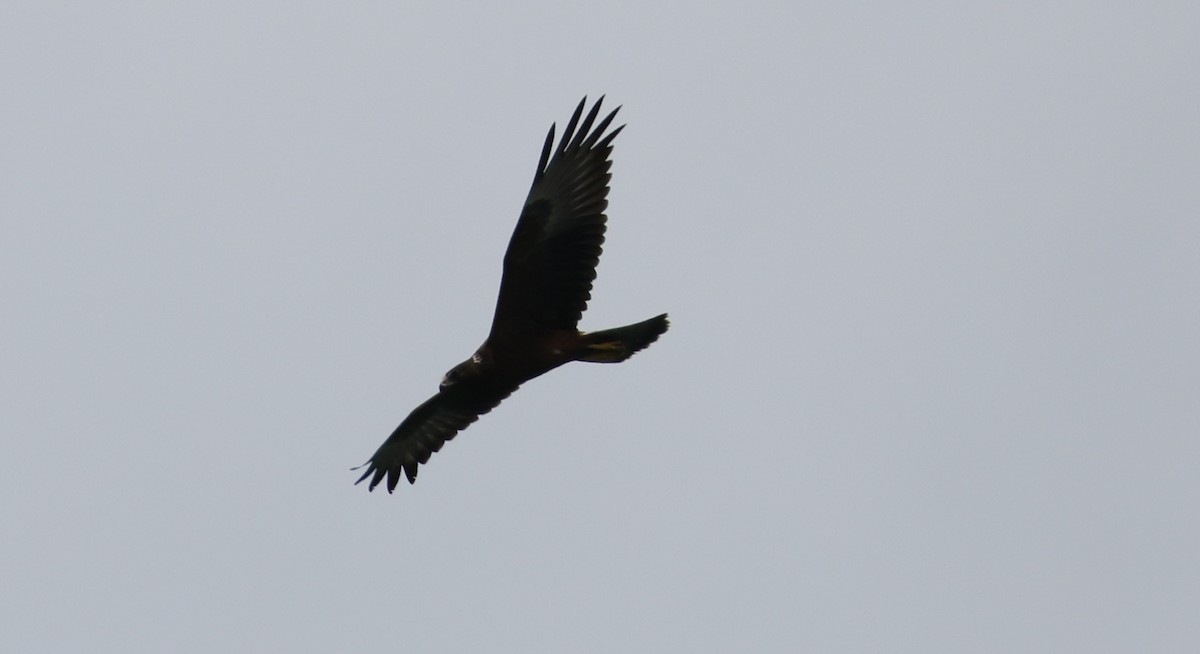 moták tichomořský - ML646904459