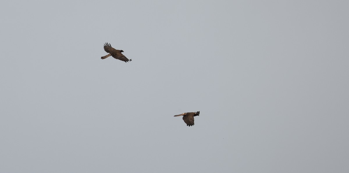 moták tichomořský - ML646904460