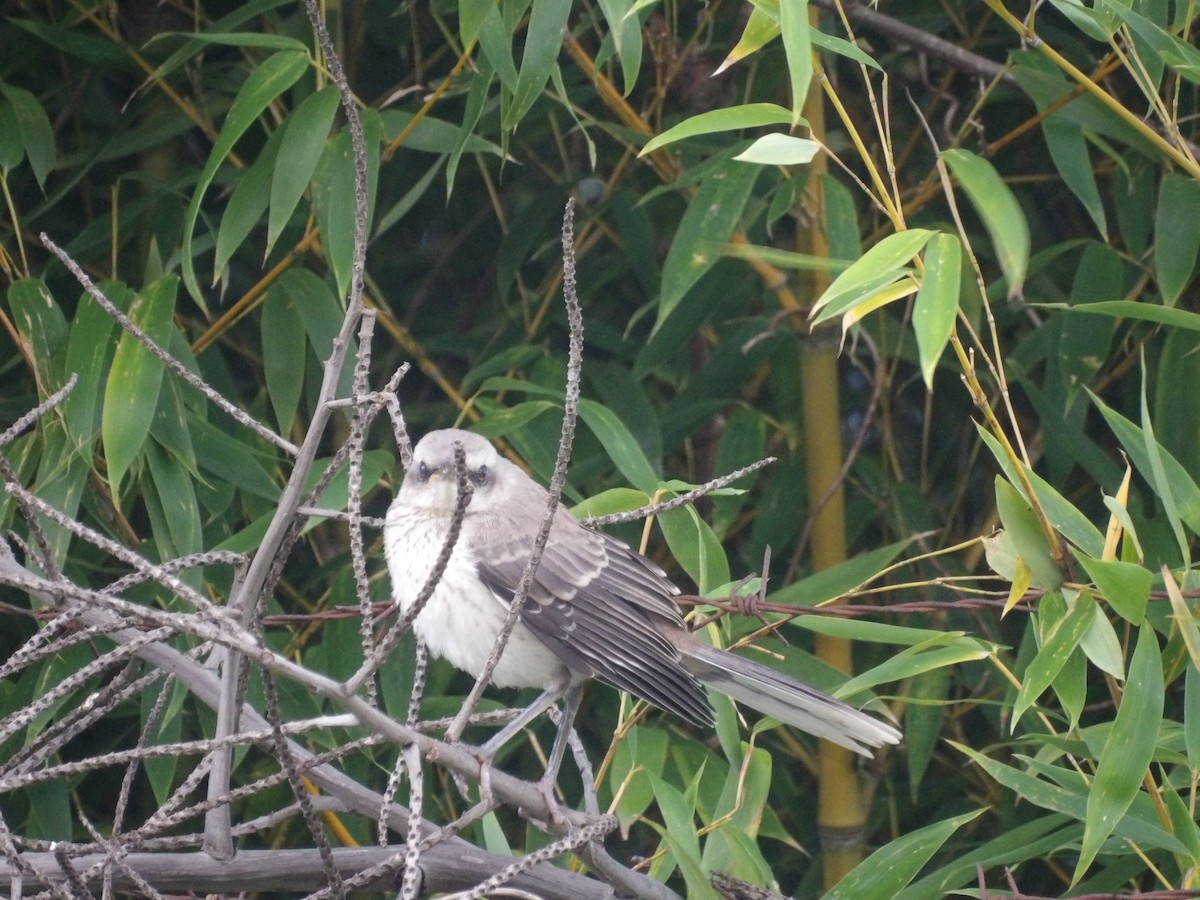フナシマネシツグミ（gilvus グループ） - ML646904462