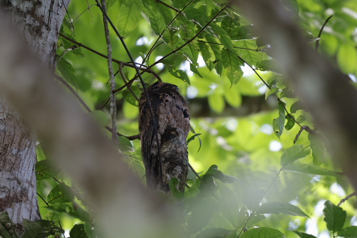 Klagetagschläfer - ML646904463