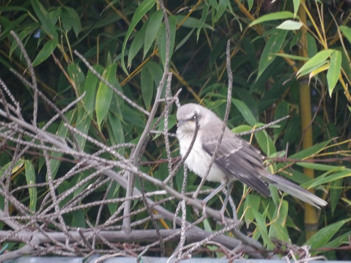 フナシマネシツグミ（gilvus グループ） - ML646904464