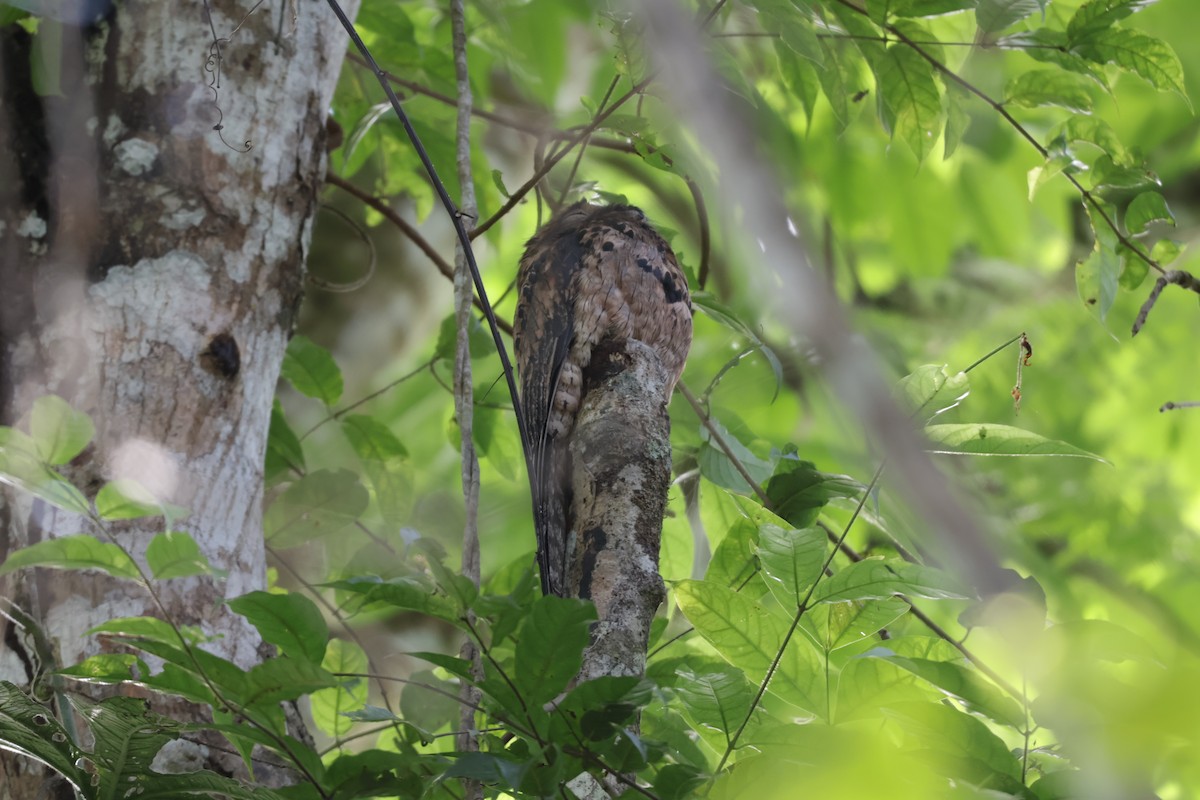 Klagetagschläfer - ML646904465