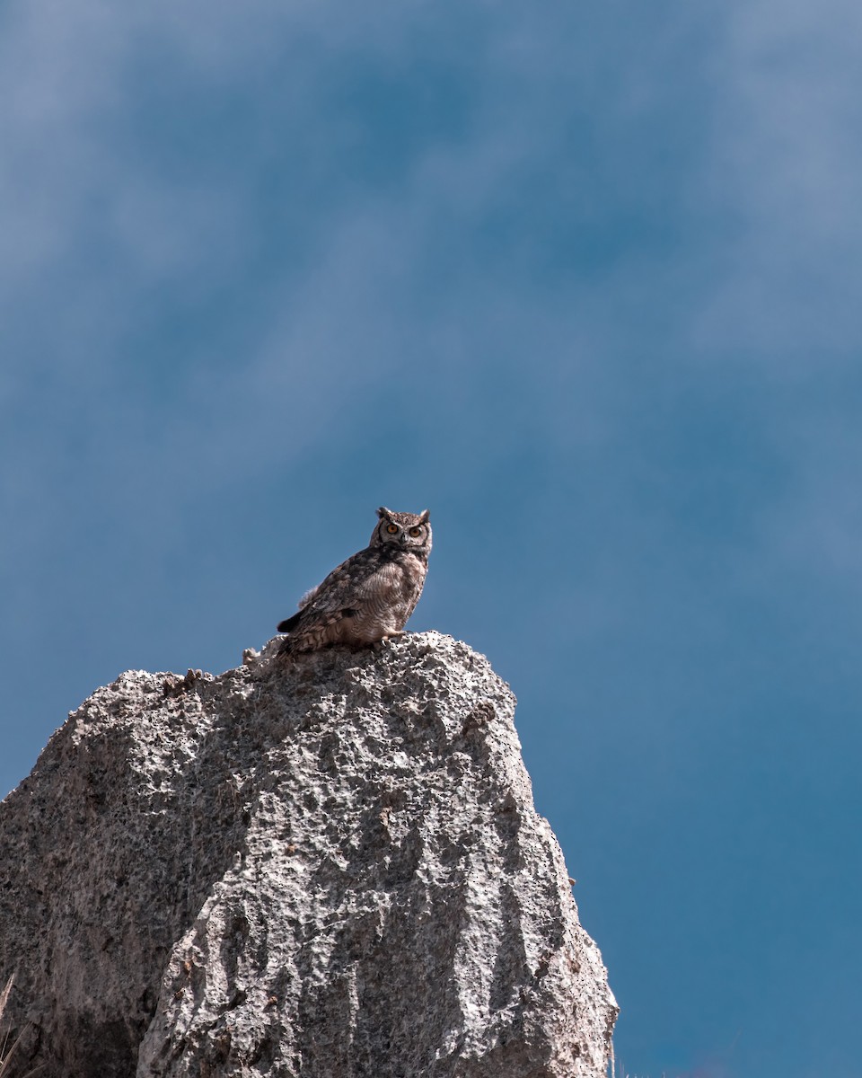 Lesser Horned Owl - ML646904467