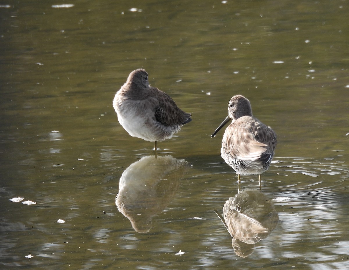 オオハシシギ - ML646904468