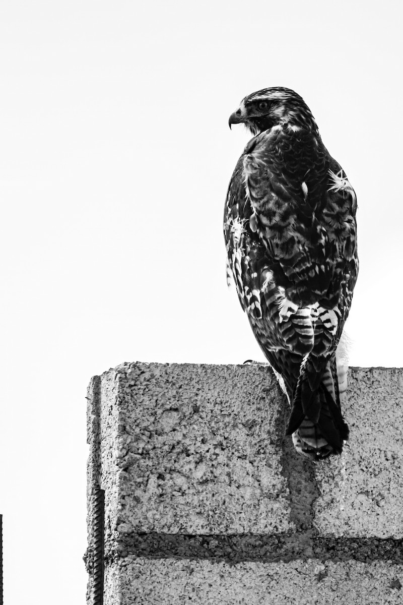 セアカノスリ - ML646904469