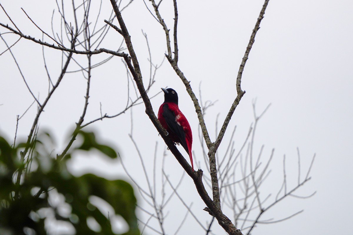 Maroon Oriole (Crimson) - ML646904470