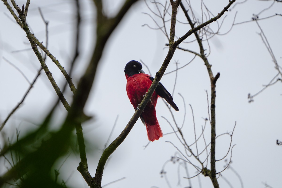 Maroon Oriole (Crimson) - ML646904471