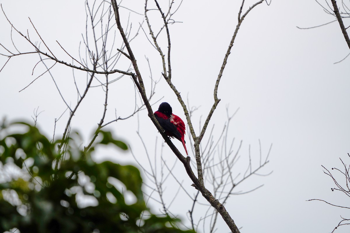 Maroon Oriole (Crimson) - ML646904472