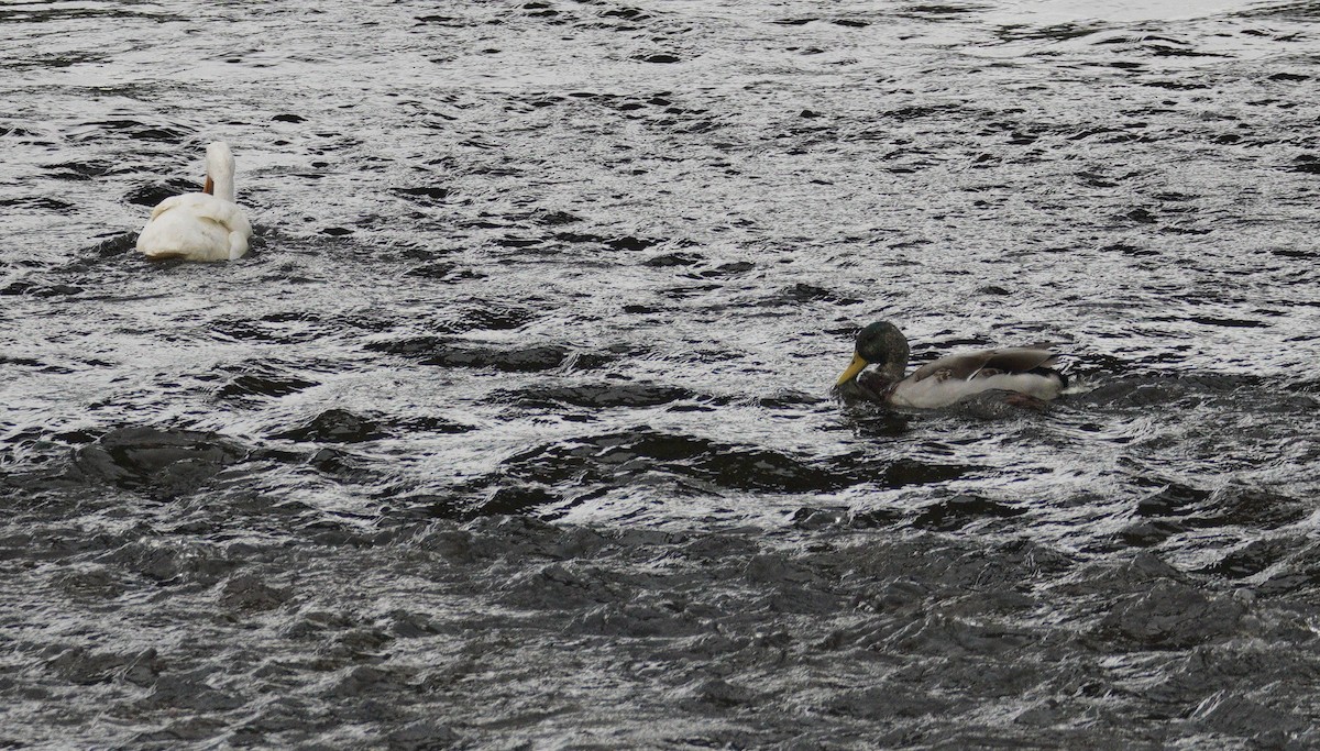 マガモ - ML646904473