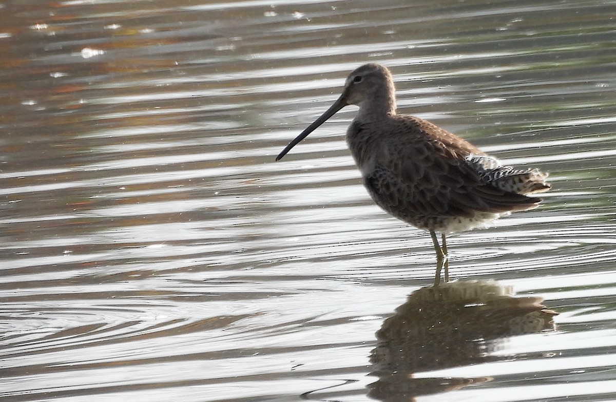 オオハシシギ - ML646904475