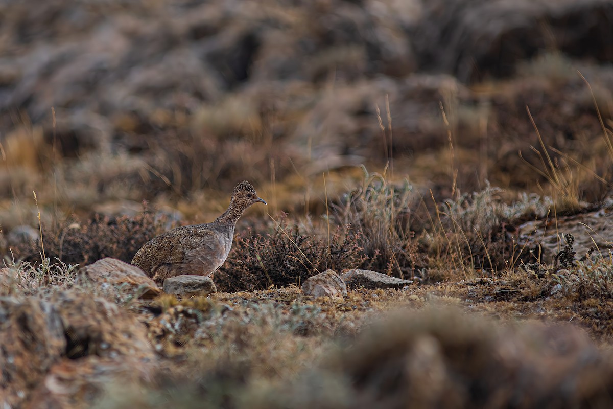 Інамбу рудогрудий - ML646904476