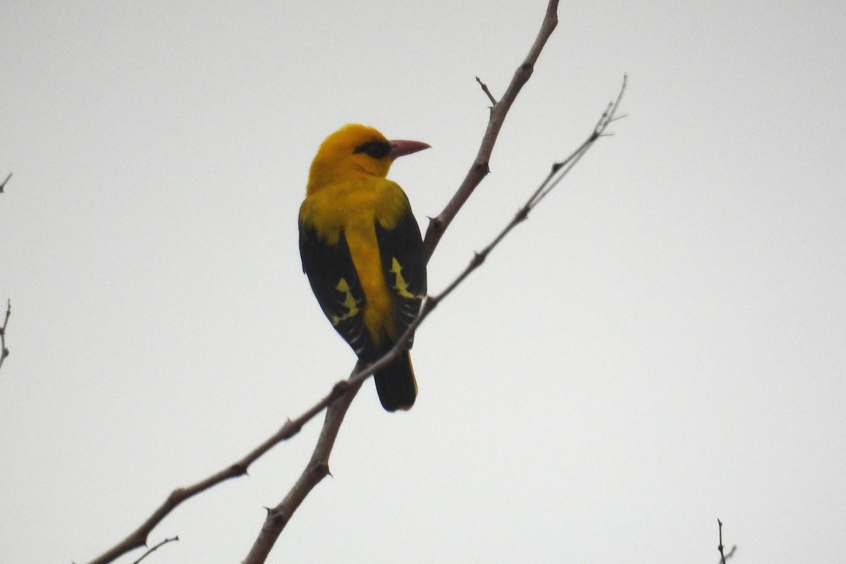Indian Golden Oriole - ML646904478