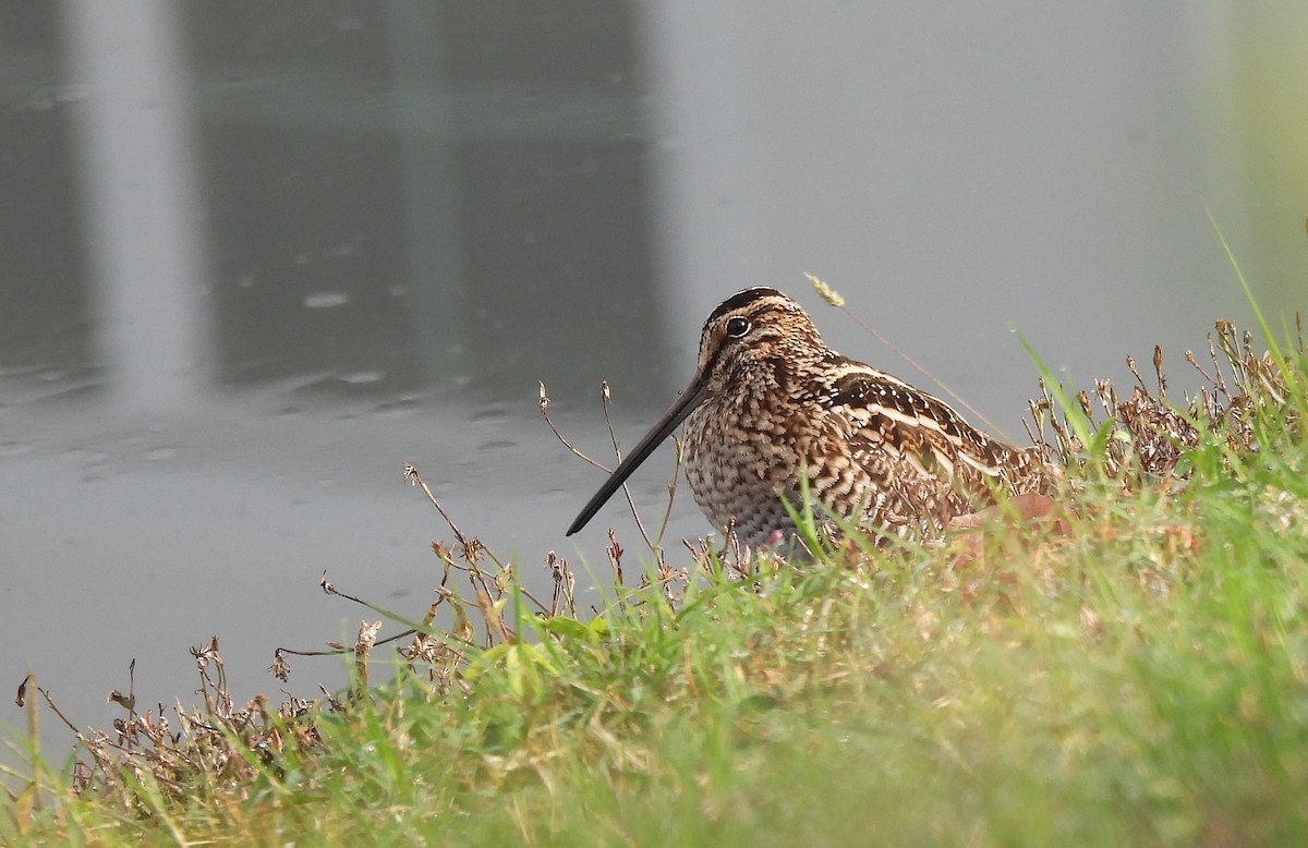 Wilson's Snipe - ML646904479