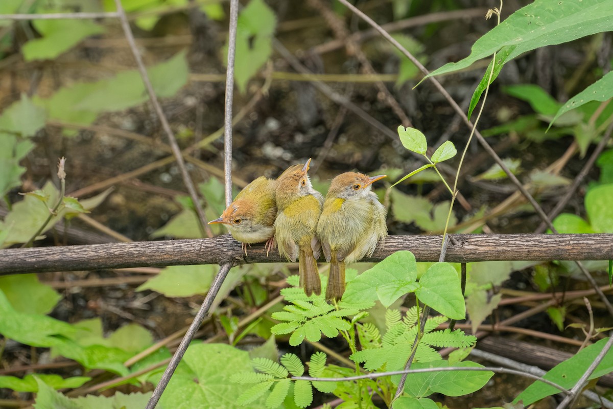 langstjertskredderfugl - ML646904480