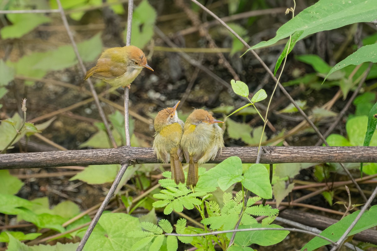 langstjertskredderfugl - ML646904481