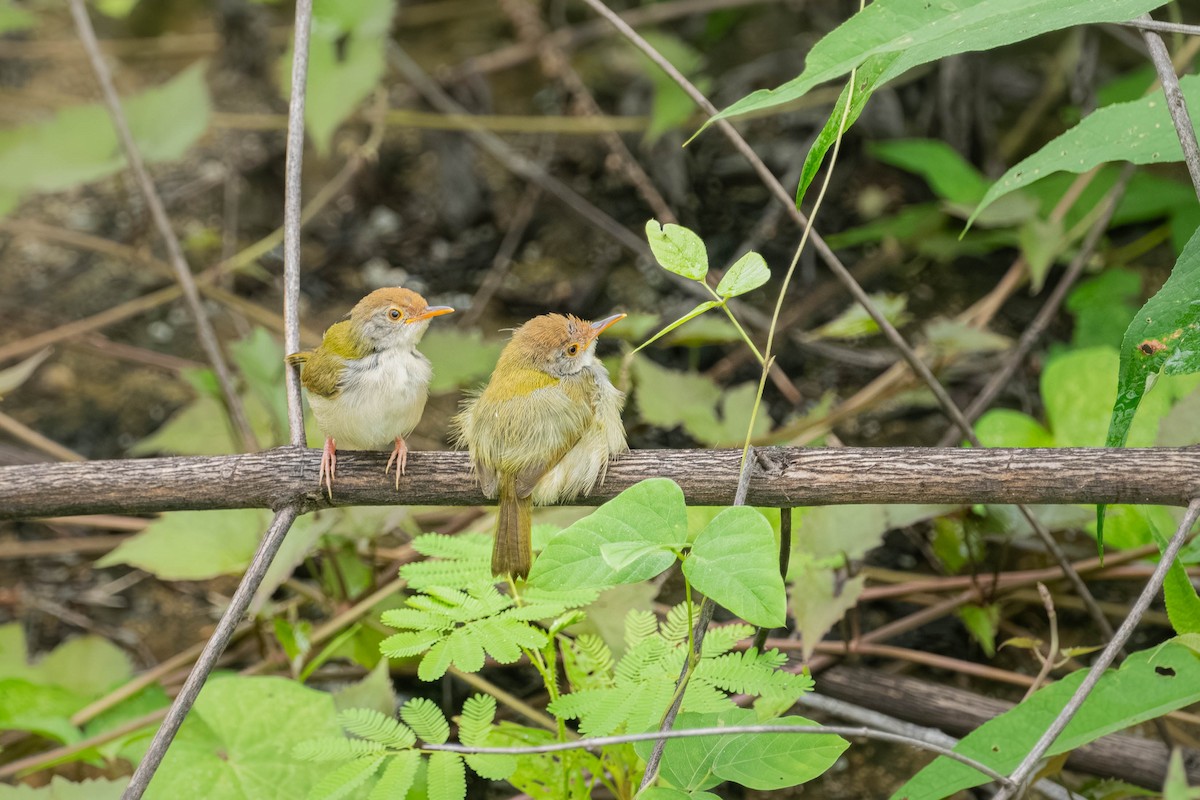 langstjertskredderfugl - ML646904482