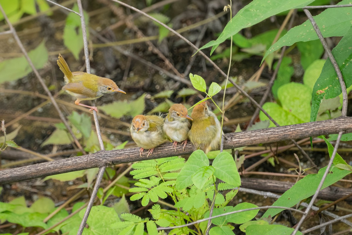 langstjertskredderfugl - ML646904483