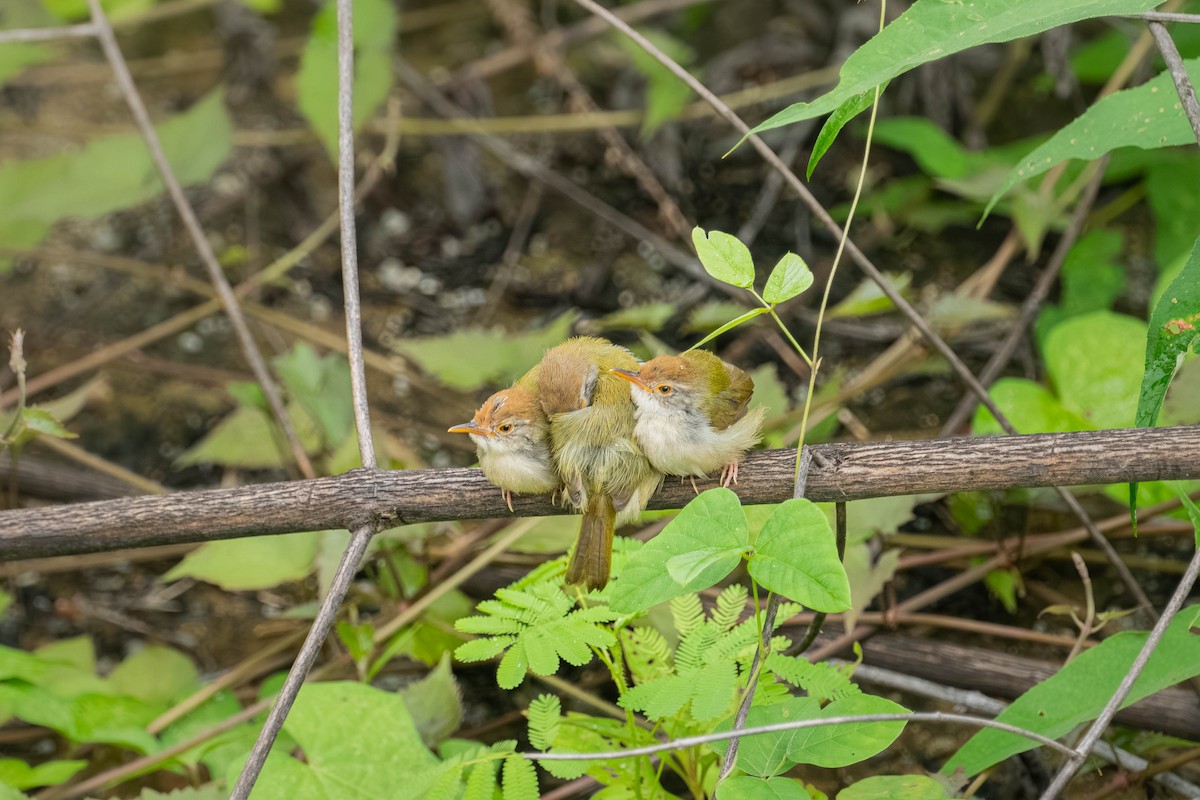 langstjertskredderfugl - ML646904484