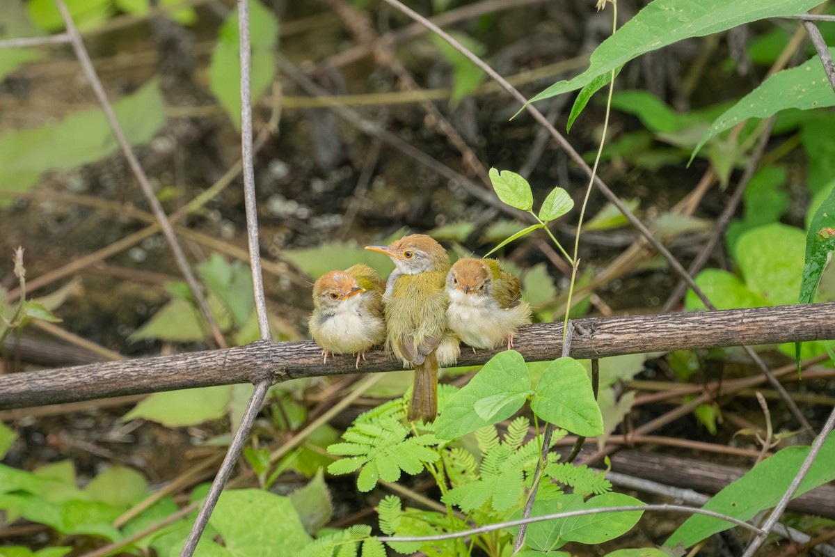 langstjertskredderfugl - ML646904485