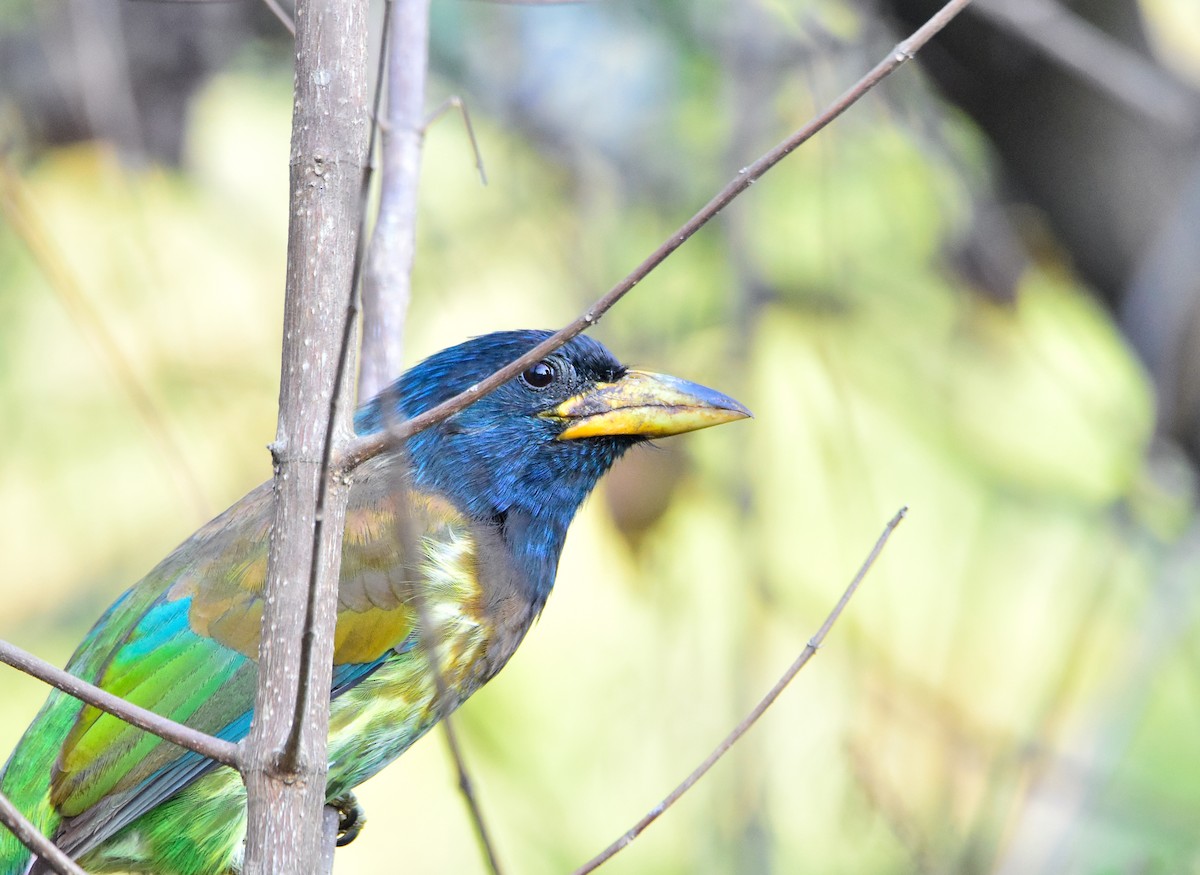 barbet velký - ML646904486