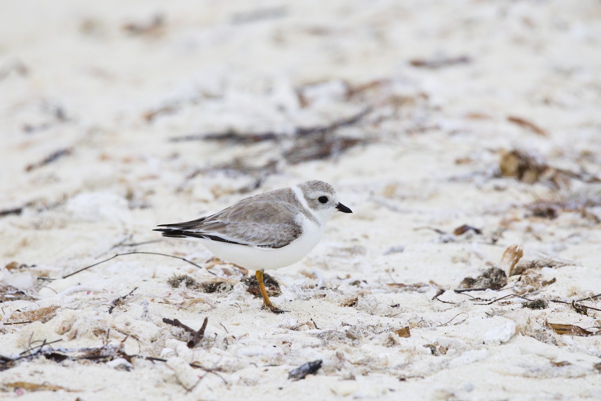 Flötenregenpfeifer - ML646904489