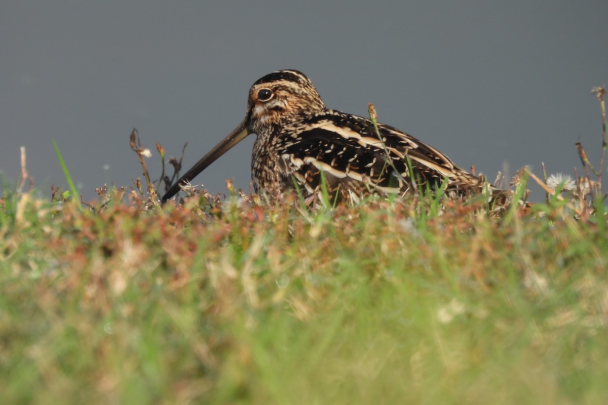 Wilson's Snipe - ML646904490
