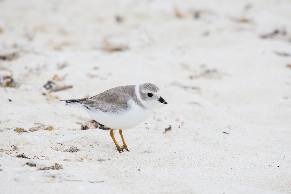 Flötenregenpfeifer - ML646904492