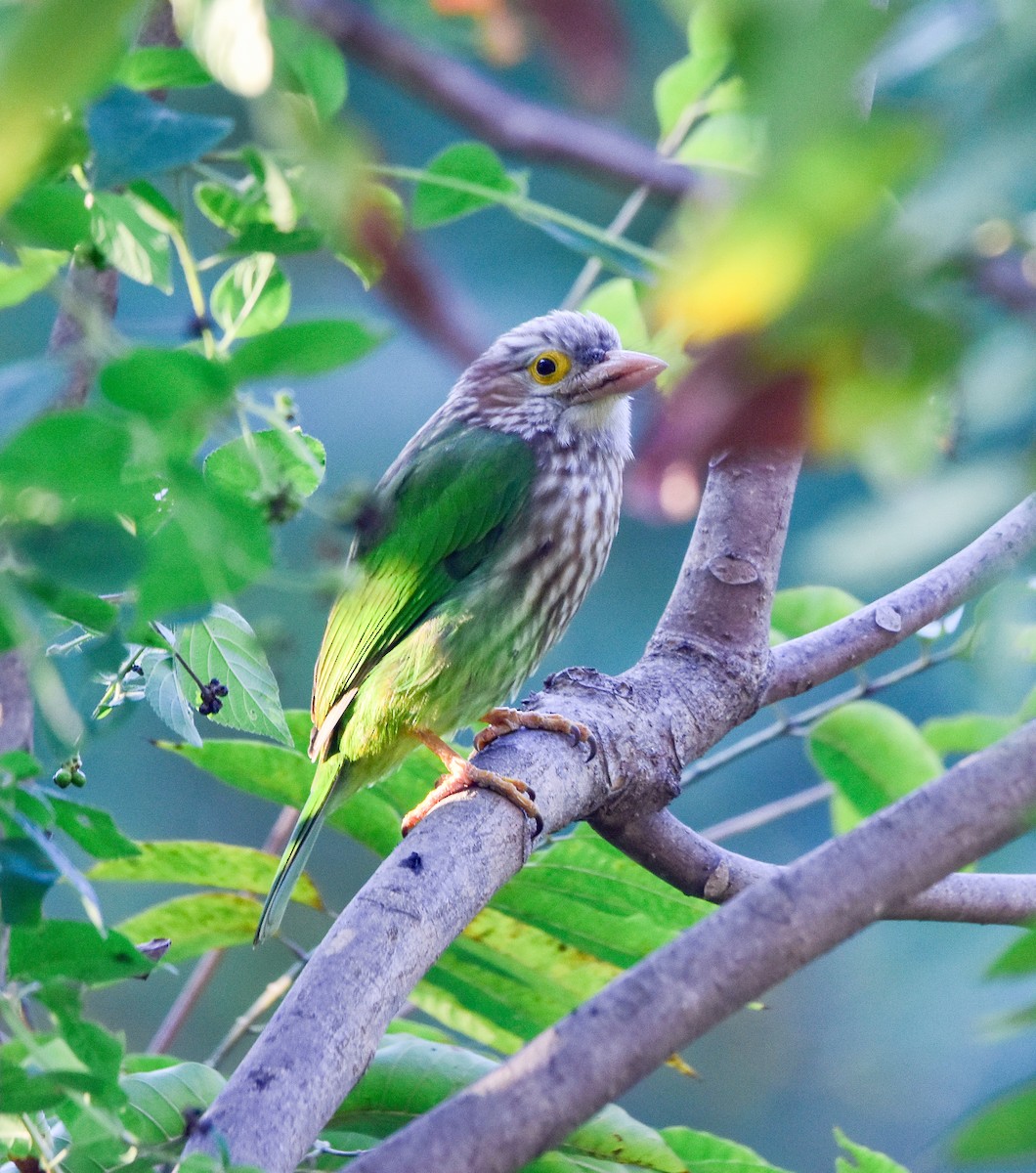 Lineated Barbet - ML646904494