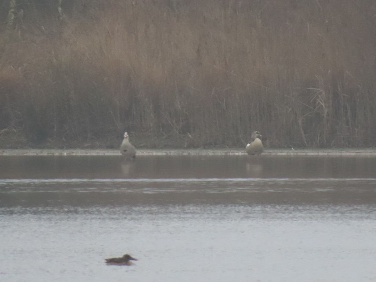 エジプトガン - ML646904495