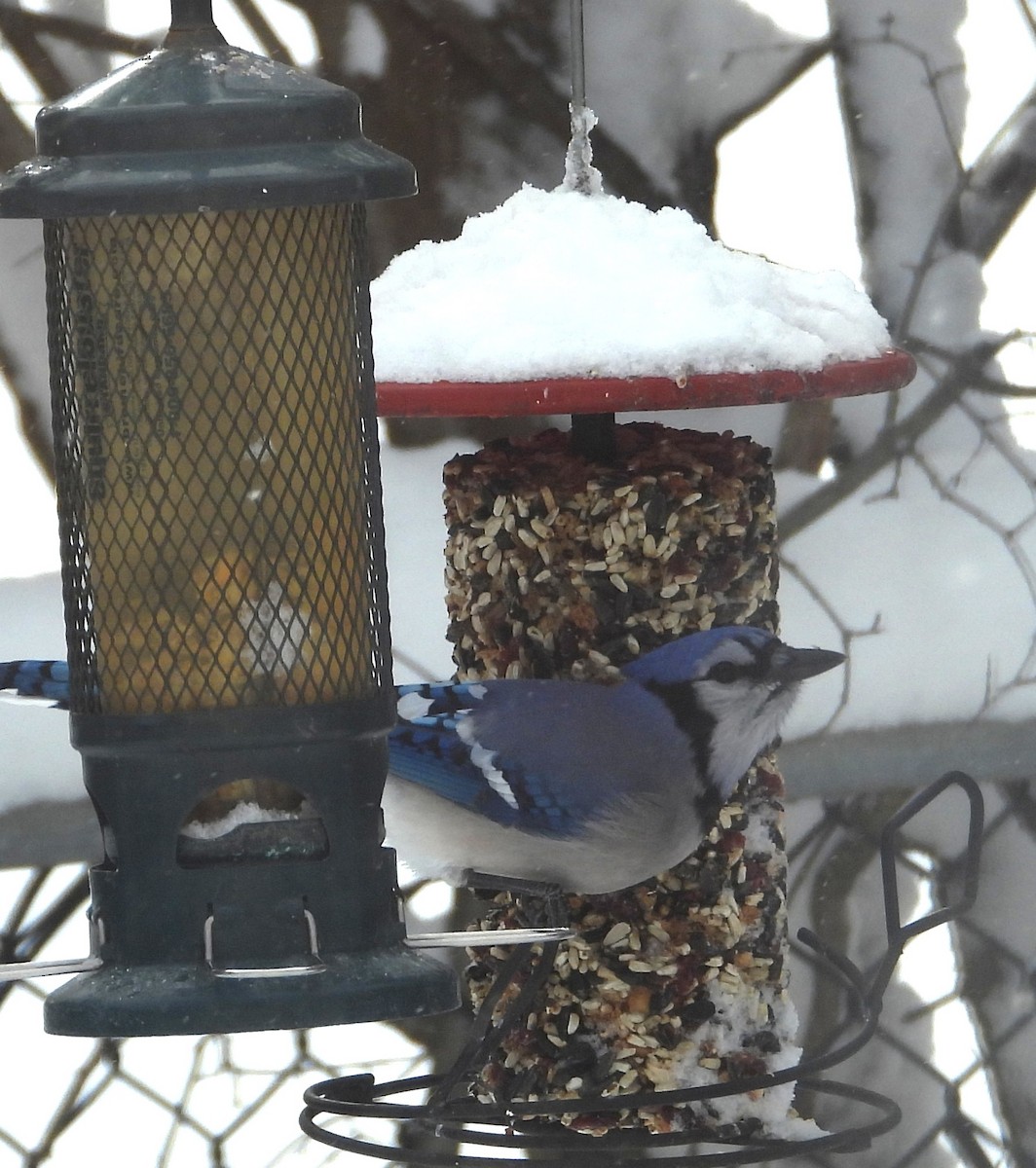 Blue Jay - ML646904496