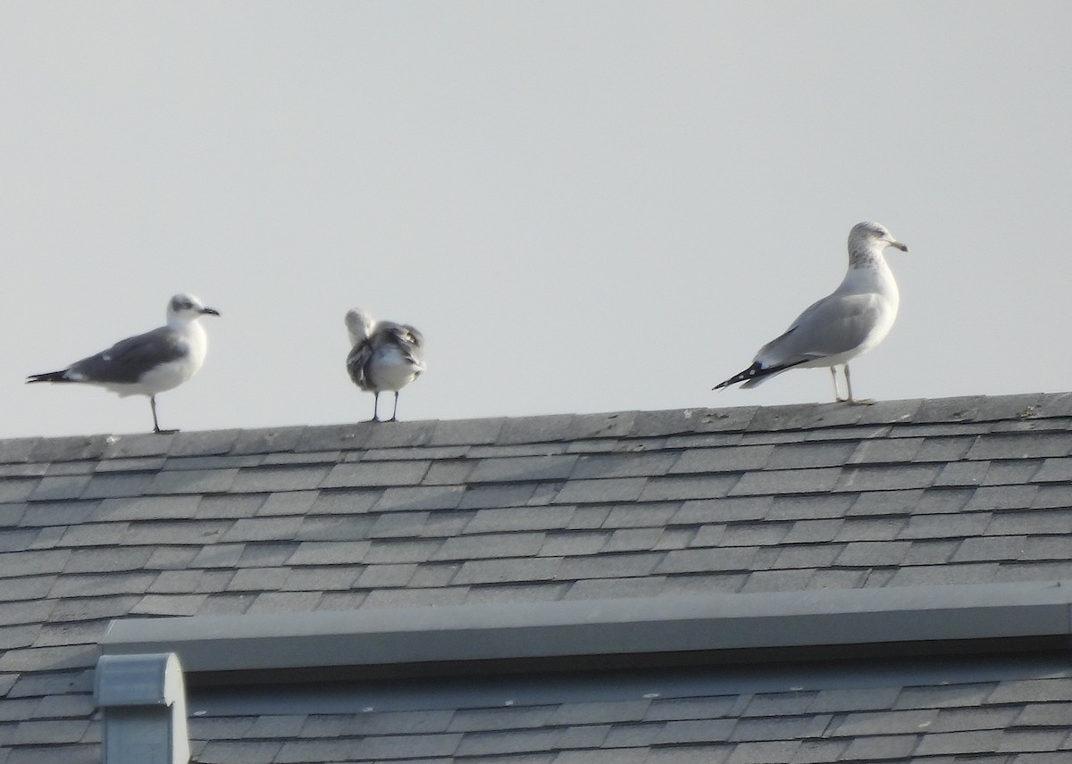 Ring-billed Gull - ML646904498