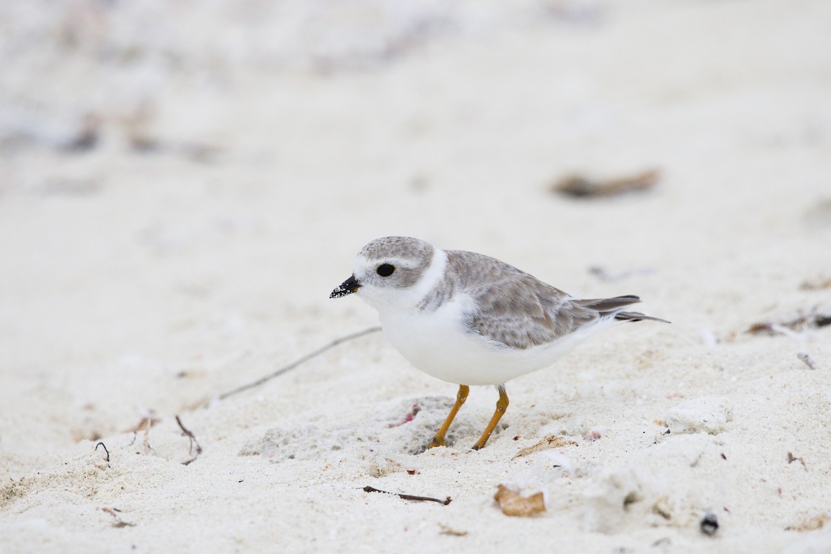 Flötenregenpfeifer - ML646904499