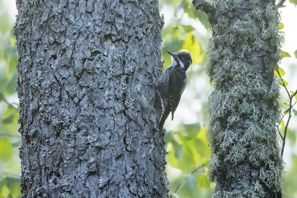 Дятел трипалий - ML646904508
