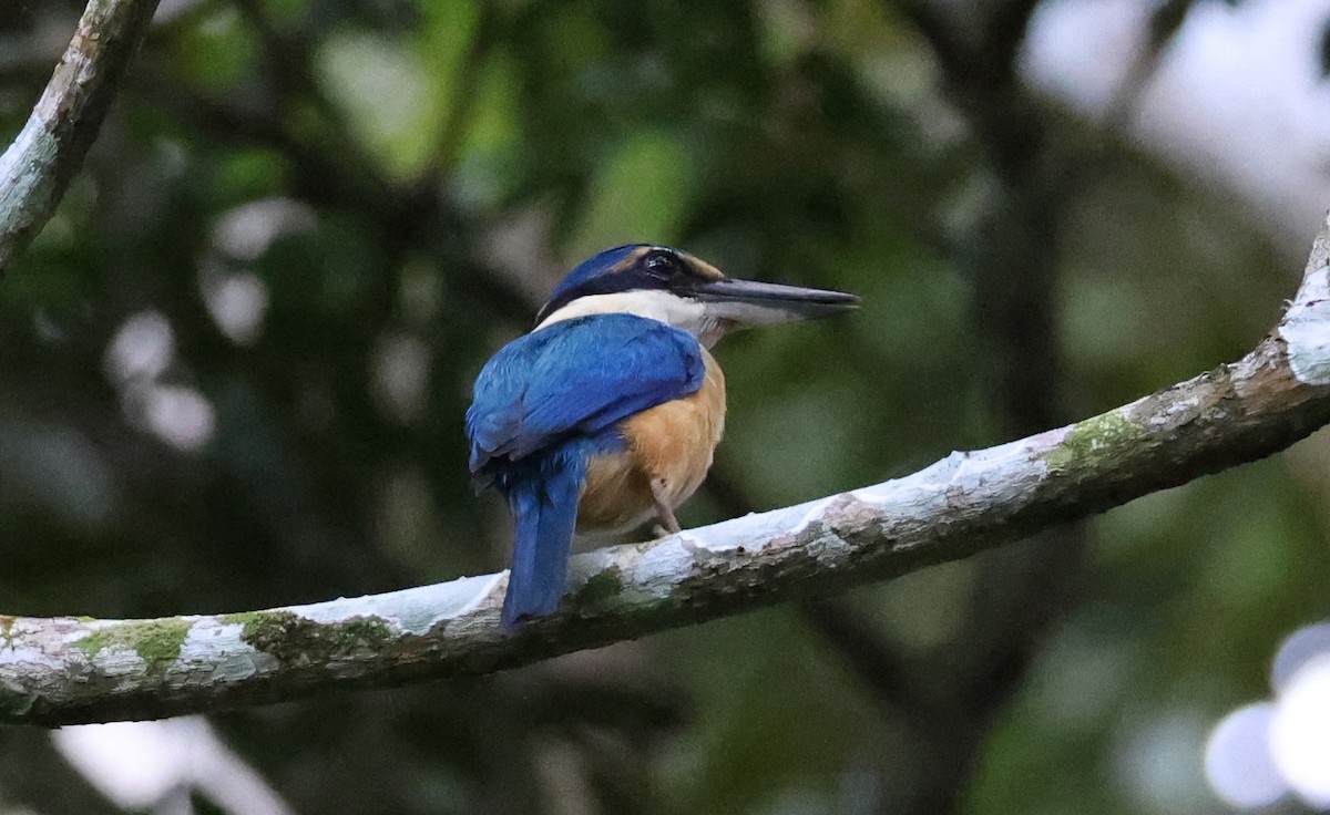 Martin-chasseur du Pacifique - ML646904511