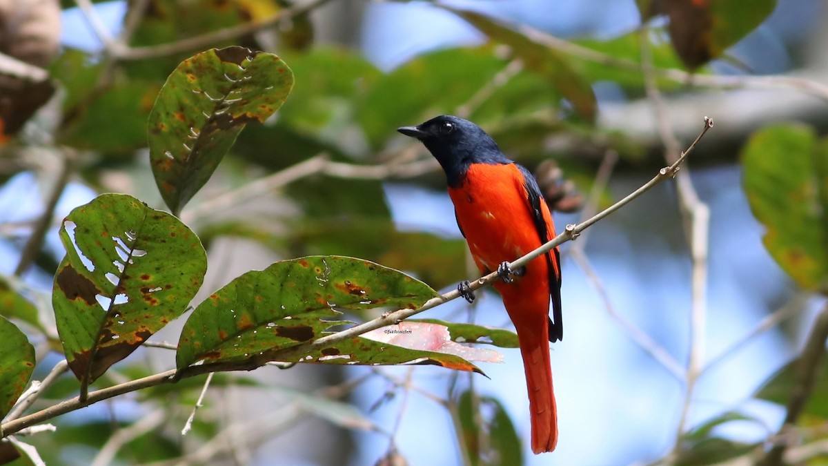 Scarlet Minivet - ML646904515