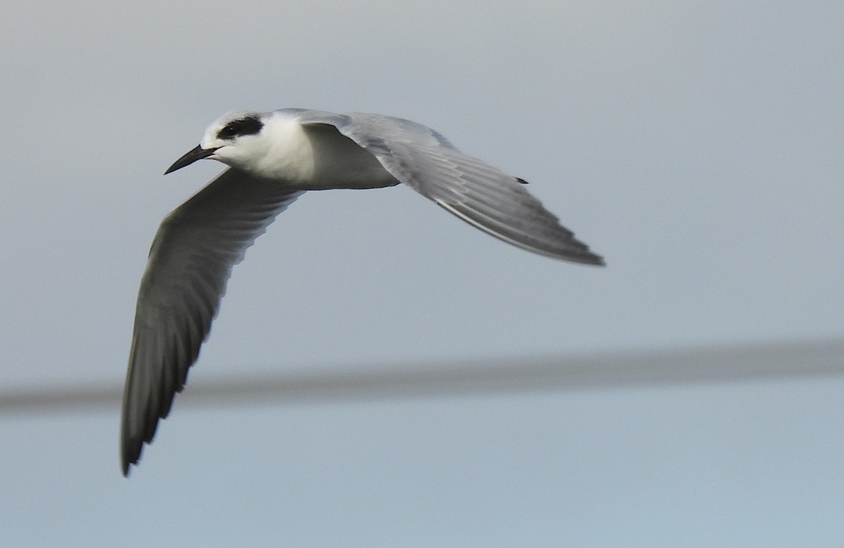 Forster's Tern - ML646904517