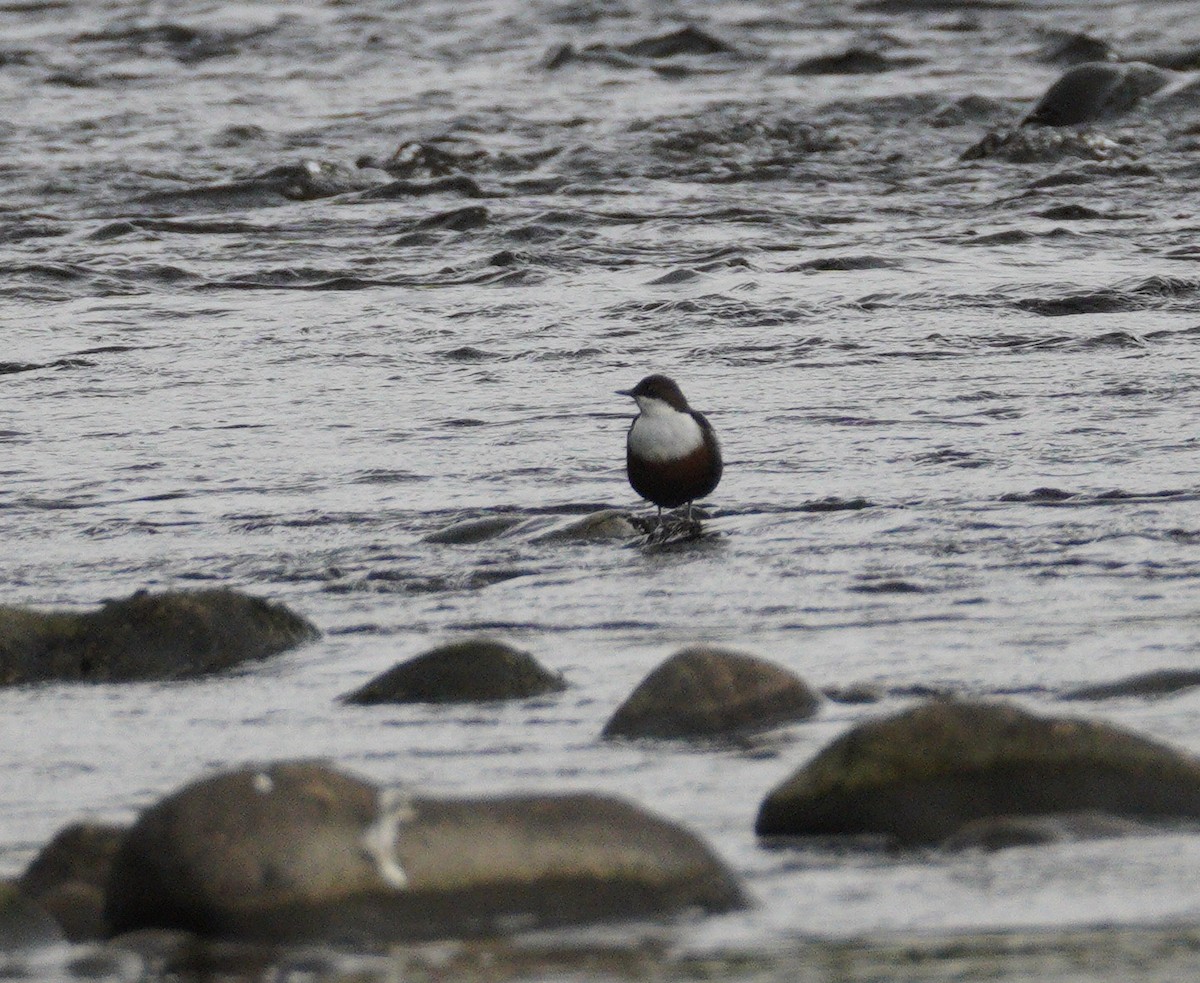 White-throated Dipper - ML646904518